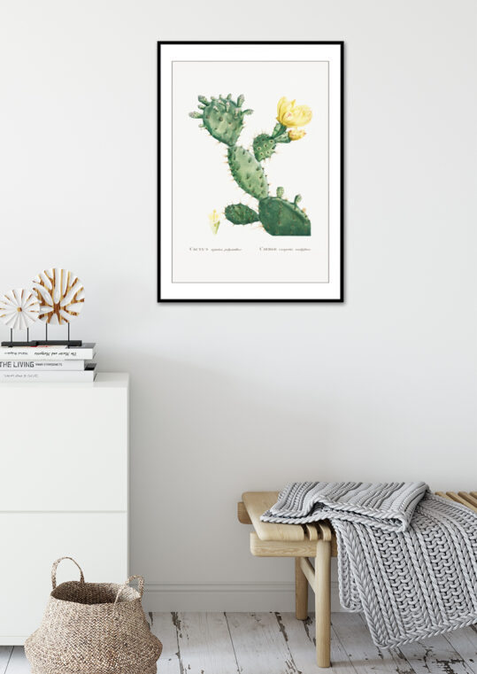 Poster Cactus Opunta - Kaktus Poster 3