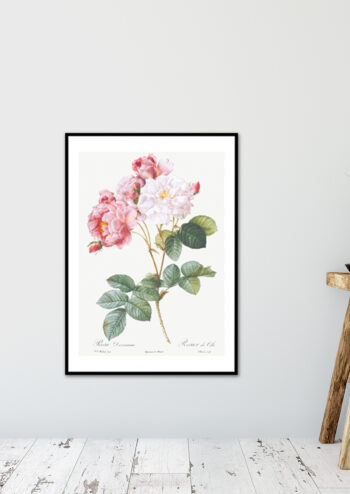 Poster Rosa Damascena - Botanisch Poster 2