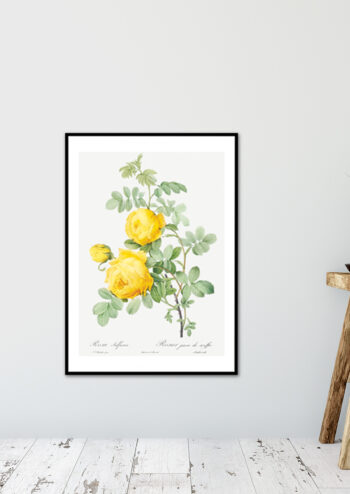 Poster Rosa Sulfur - Botanisch Poster 2