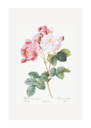 Poster Rosa Damascena - Botanisch Poster 1