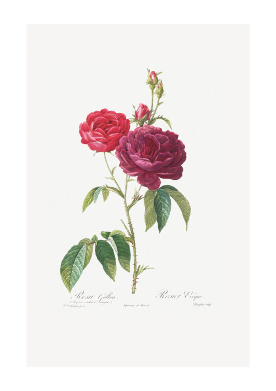 Poster Rosa Gallica - Botanisch Poster 1