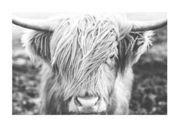 Poster Highland Cattle Poster 1