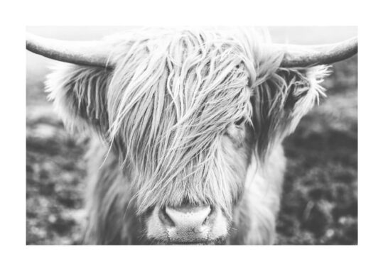 Poster Highland Cattle Poster 1