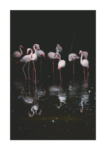 Poster Flamingo Poster 1
