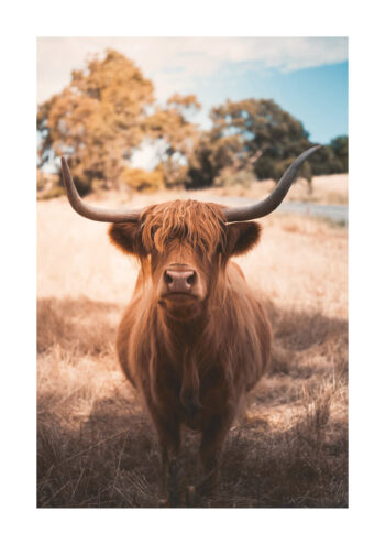Poster Hochlandrind / Highland Cattle Poster 1