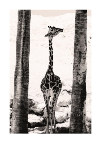 Poster Giraffe Poster 1