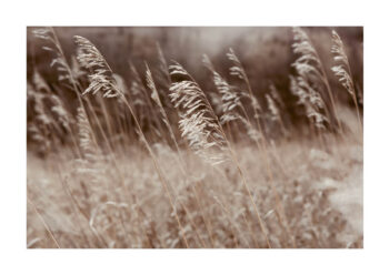 Poster Brown Grass Poster 1