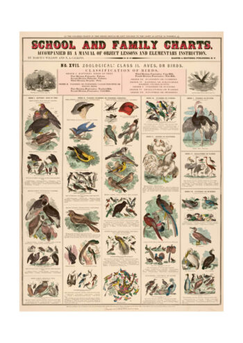 Poster Classification of birds Poster 1