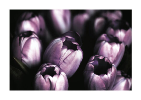 Poster Purple Tulips Poster 1