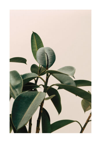 Poster Rubber Plant Poster 1