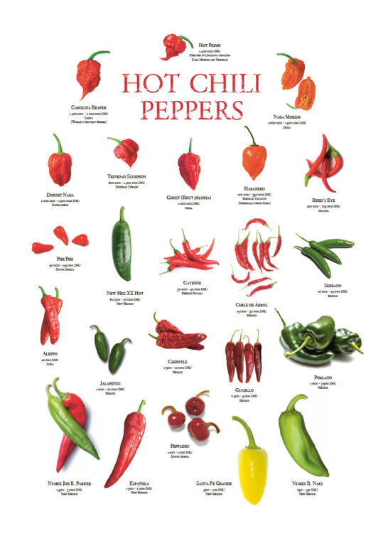 Poster Hot Chili Pepper Fakten der Scoville-Skala (SCU / SHU) Poster 1
