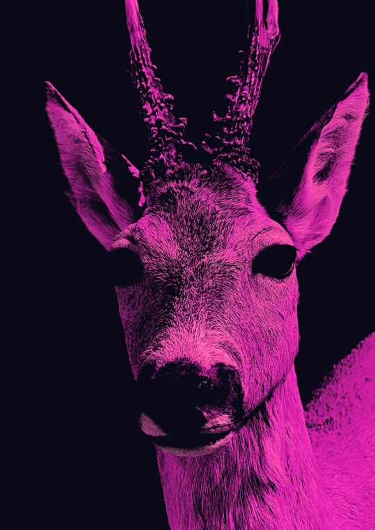 - Fancy Frank PosterPink Deer - Fancy Frank Poster 1